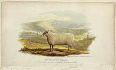 Southdown-Schafe von George Baxter