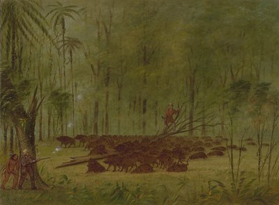 Ein Kampf mit Pekaris - Karibik, 1854-1869 von George Catlin