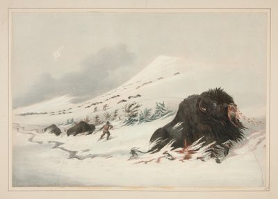 Sterbender Büffelbulle im Schneeverwehung, Pl. 17 aus dem Nordamerikanischen Indianer-Portfolio von George Catlin