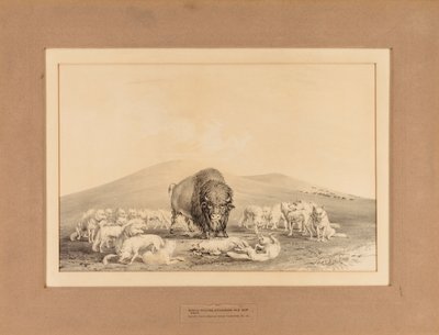 Weiße Wölfe greifen alten Büffel an--Nr. 10 von George Catlin