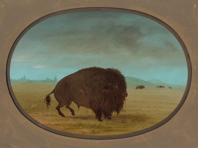 Verwundeter Büffelbulle, 1861-1869 von George Catlin