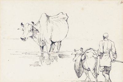 Studien von indischen Rindern von George Chinnery