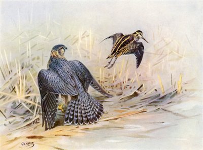 Bekassine von einem Merlin verfehlt von George Edward (after) Lodge