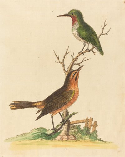 Grüner Vogel mit roter Kehle und brauner und orangefarbener Vogel von George Edwards