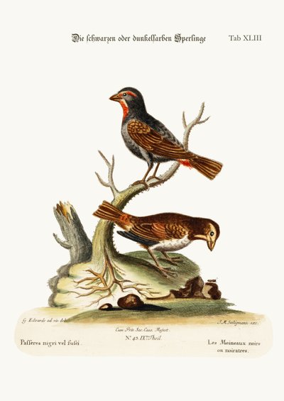 Die schwarzen oder dunklen Spatzen, 1749-73 von George Edwards