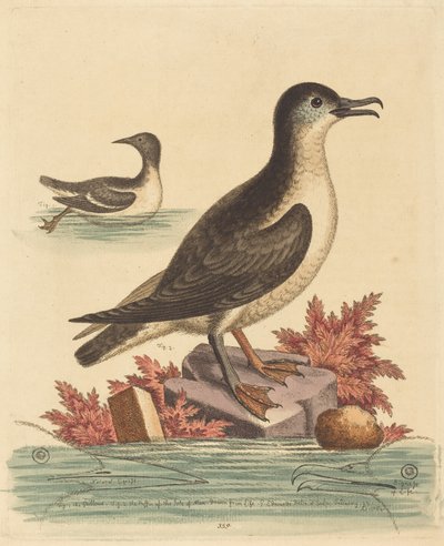  von George Edwards
