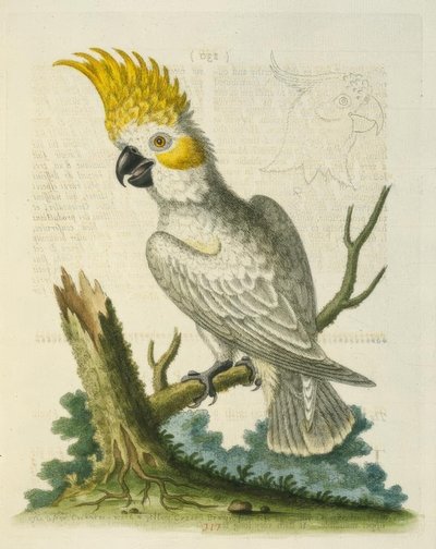 Der Kleine Weißkakadu mit Gelbem Kamm von George Edwards
