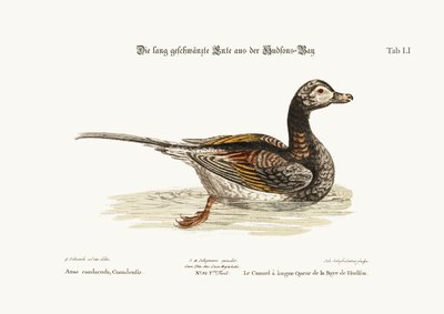 Die Langschwanzente aus der Hudson Bay von George Edwards