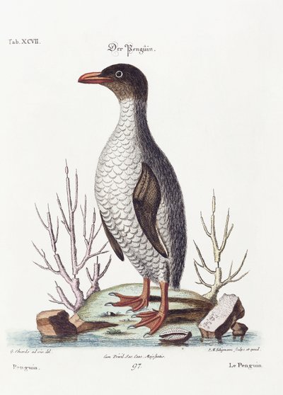 Der Pinguin, 1770 von George Edwards