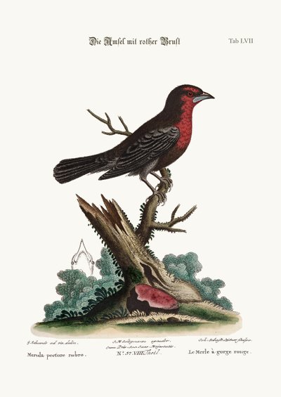 Der Rotbrust-Schwarzvogel, 1749-73 von George Edwards