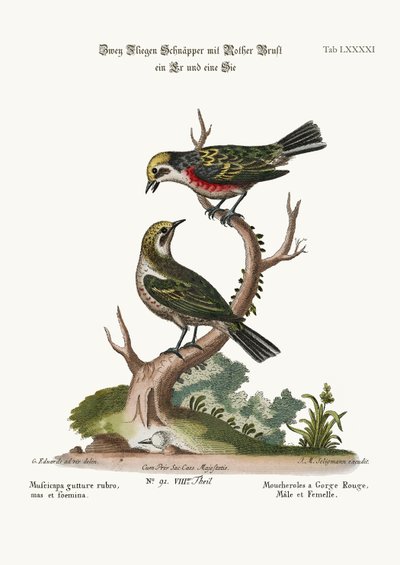 Die Rotkehlchen, Hahn und Henne von George Edwards