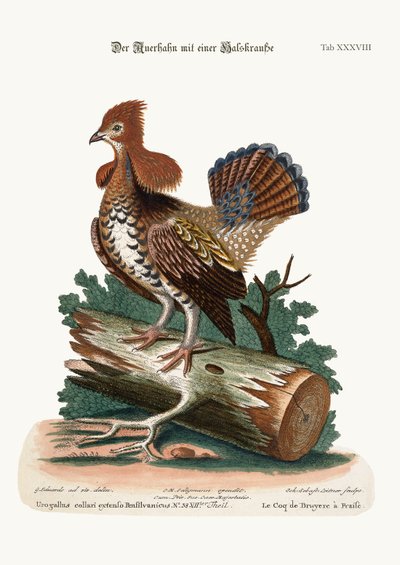 Der Raufhahn oder Grouse, 1749-73 von George Edwards