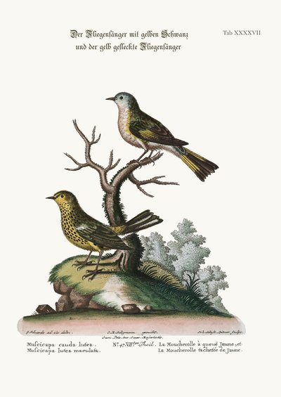 Der Gelbschwanzschnäpper und der Gefleckte Gelbschnäpper, 1749-73 von George Edwards