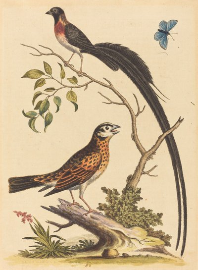 Zwei Vögel, einer mit sehr langen Schwanzfedern, und blauer Schmetterling, veröffentlicht 1745 von George Edwards