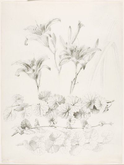 Ohne Titel (Lilien und Gundermann) (Glecoma Hederacea) von George Elbert Burr