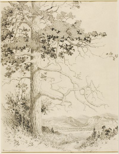 Ohne Titel (Transferzeichnung für Old Pine, Estes Park) von George Elbert Burr