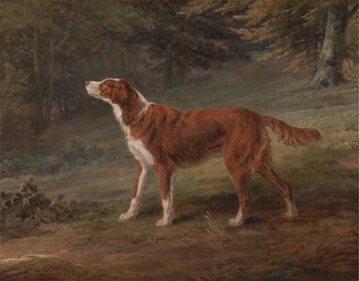 Ranger, ein Setter, im Besitz von Elizabeth Gray von George Garrard