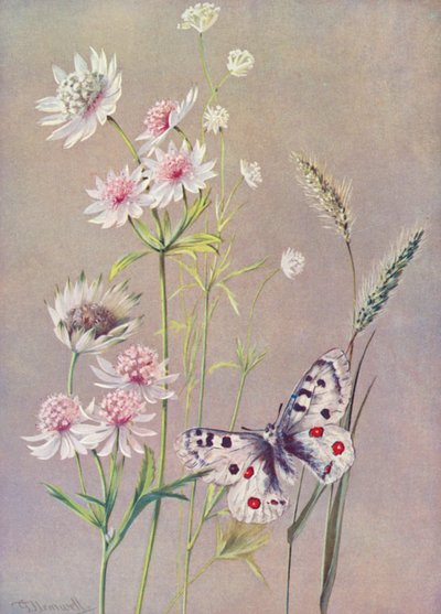 Astrantia major, A minor und der Apollofalter von George Jackson Flemwell