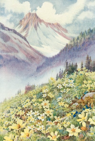 Schwefelanemonen an den Hängen von Le Planet von George Jackson Flemwell