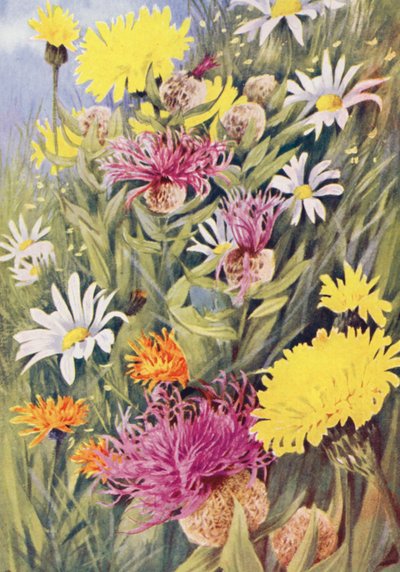 Die hohe gelbe Hypochaeris uniflora, Centaurea uniflora, das Goldene Habichtskraut (Crepis aurea) aus dem Leben gezeichnet im Juli von George Jackson Flemwell
