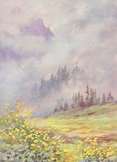 Trollius europaeus, die Kugelblume, auf den wolkenverhangenen Feldern Anfang Juni (Farblithographie) von George Jackson Flemwell
