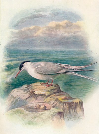 Arktische Seeschwalbe - Sterna macrura, um 1910 von George James Rankin