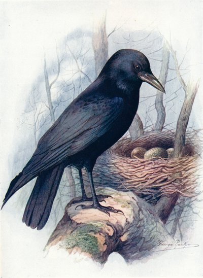 Aaskrähe - Corvus corone von George James Rankin