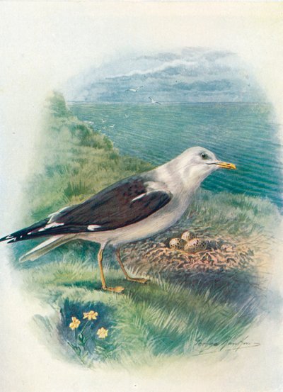 Heringsmöwe - Larus fuscus, um 1910, 1910 von George James Rankin