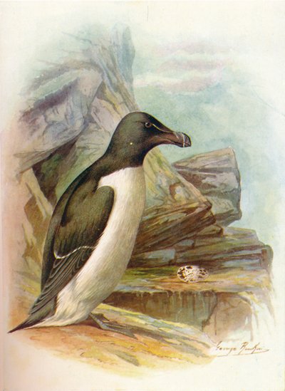 Tordalk - Alca torda von George James Rankin