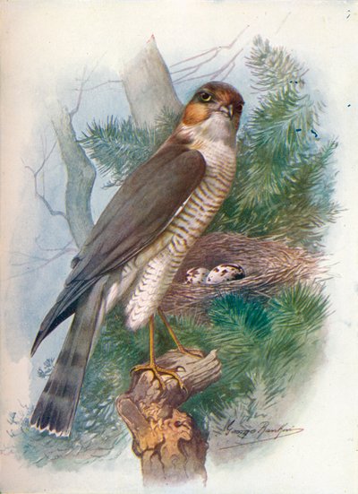 Sperber - Accipiter nisus, um 1910 von George James Rankin