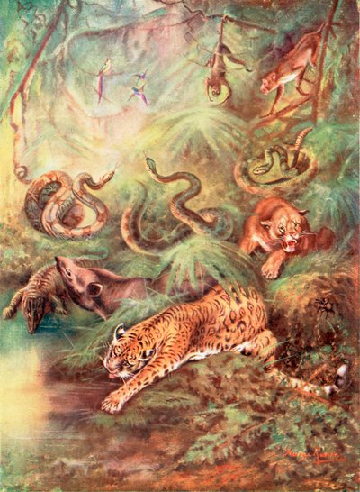 Der große brasilianische Wald und sein Zoo (Farblithografie) von George James Rankin