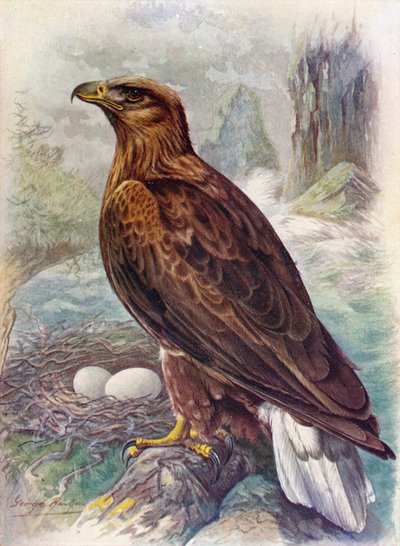 Weißschwanz- oder Seeadler - Haliaetus albicilla, ca. 1910 von George James Rankin
