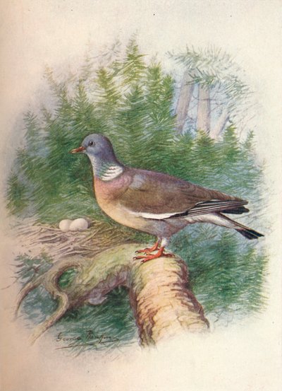Ringeltaube - Columba palumbus von George James Rankin