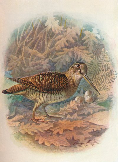 Waldschnepfe - Scolopax rusticula, ca. 1910, 1910 von George James Rankin