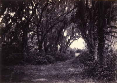 Bonaventure, Savannah, Georgia von George N. Barnard