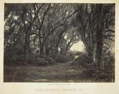 Buen-Ventura Savannah, Ga. von George N. Barnard