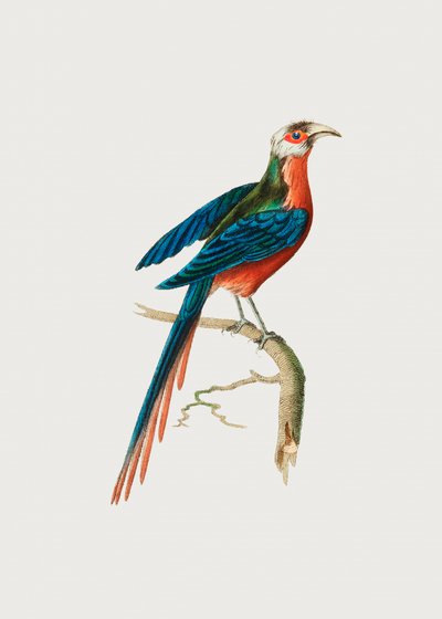 Kurviger Schnabelkuckuck von George Shaw