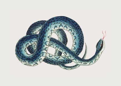 Gefleckte Schlange von George Shaw