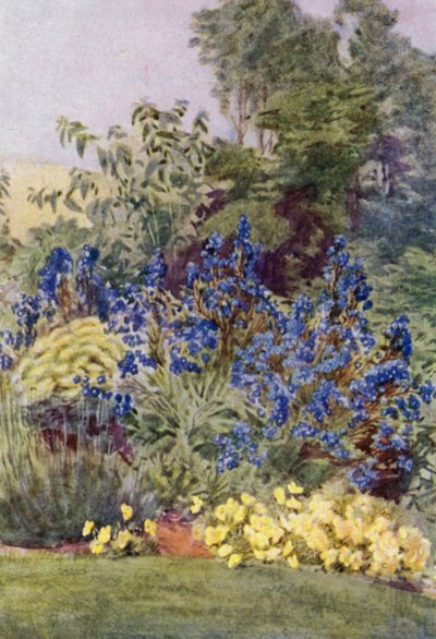 Anchusa Italica Dropmore Sorte, die Dropmore Alkanet, mit Clematis recta und Veilchen von George Soper