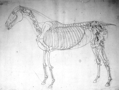 Anatomische Studie eines Pferdes von George Stubbs