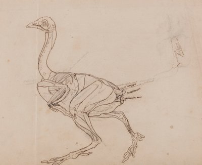 Dorking-Hühnerkörper, Seitenansicht (Umrisszeichnung der Muskeln) von George Stubbs