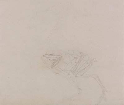 Dorking-Hühnerkörper, Seitenansicht (Studie der Muskeln des Körpers und der Gliedmaßen in einem späteren Stadium der Dissektion) von George Stubbs