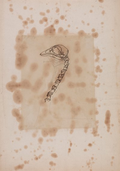 Vogelkopf und -hals, Seitenansicht von George Stubbs