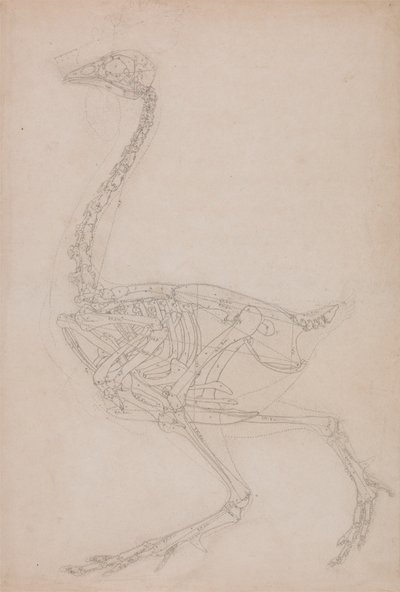 Vogelskelett, seitliche Ansicht (wahrscheinlich Grundstudie der Proportionen des Vogelskeletts für andere Zeichnungen verwendet) von George Stubbs