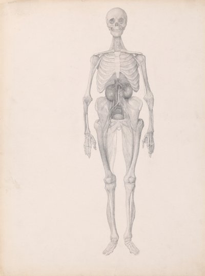 Menschliche Figur, Vorderansicht (Fertige Studie des letzten Stadiums der Präparation) von George Stubbs