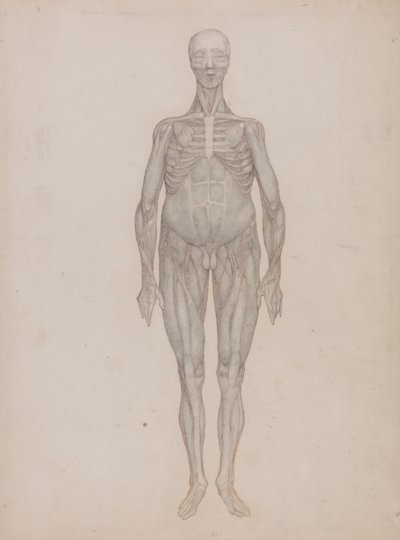Menschliche Figur, Vorderansicht von George Stubbs