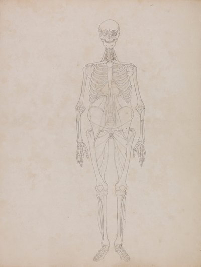 Menschliche Figur, Vorderansicht (Umrissfigur) von George Stubbs