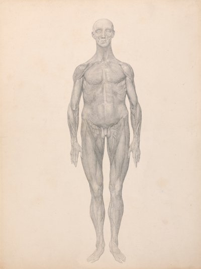 Menschliche Figur, Vorderansicht, Haut und darunterliegende Faszienschichten entfernt (Fertige Studie für Tabelle XI) von George Stubbs