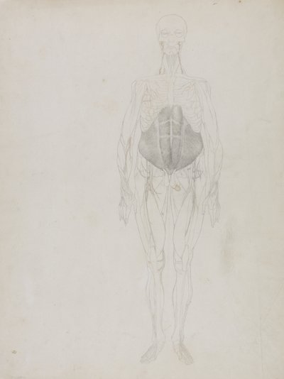 Menschliche Figur, Vorderansicht, aus 