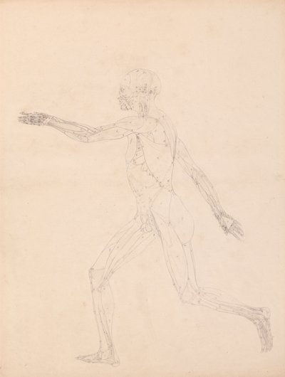 Menschliche Figur, Seitenansicht (für die Schlüsselfigur zu Tabelle XIII) von George Stubbs